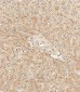 HPX Antibody (Center)